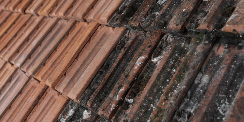 Finding Trustworthy Roof Cleaning Companies